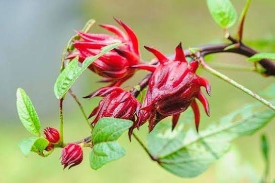 Rosela